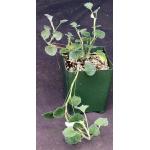 Pelargonium reniforme 4-inch pots