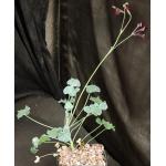 Pelargonium sidoides 4-inch pots