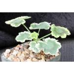 Pelargonium cv Mrs. Pollock 4-inch pots