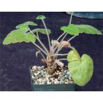 Pelargonium vitifolium 3-inch pots