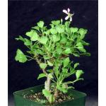 Pelargonium xerophyton 4-inch pots