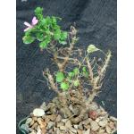 Pelargonium xerophyton 4-inch pots