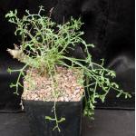 Pelargonium crithmifolium one-gallon pots