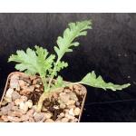 Pelargonium crithmifolium 4-inch pots