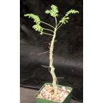 Pelargonium laxum 4-inch pots