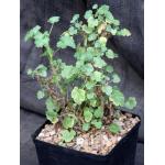 Pelargonium otaviense one-gallon pots
