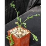 Pelargonium paniculatum 3-inch pots