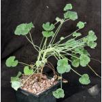 Pelargonium sidoides 5-inch pots