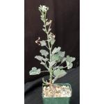 Pelargonium sp. (FKH 16881) 4-inch pots