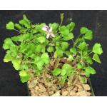 Pelargonium xerophyton 4-inch pots