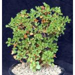 Pelargonium xerophyton one-gallon pots