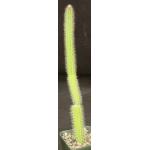 Peniocereus serpintinus 4-inch pots