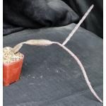 Peniocereus johnstonii 4-inch pots