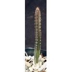 Peniocereus marianus 2-inch pots