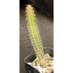 Peniocereus oaxacensis 2-inch pots