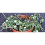 Peperomia prostrata 3-inch pots