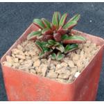 Peperomia graveolens 4-inch pots