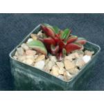 Peperomia graveolens 3-inch pots
