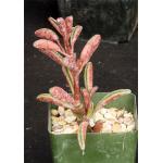 Peperomia graveolens 4-inch pots