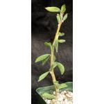Pereskia grandiflora ssp. violacea 4-inch pots