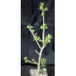 Pereskiopsis porteri 5-inch pots