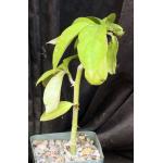 Pereskia aculeata 4-inch pots