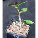 Pereskia grandiflora ssp. violacea 5-inch pots