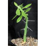 Pereskiopsis aquosa 5-inch pots