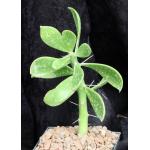 Pereskiopsis aquosa 5-inch pots