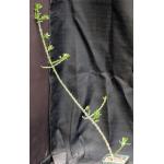 Pereskiopsis porteri 4-inch pots