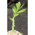 Pereskiopsis aquosa 4-inch pots