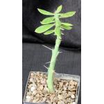 Pereskiopsis aquosa 5-inch pots