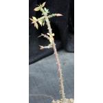 Pereskiopsis porteri 4-inch pots