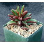 Peperomia graveolens 4-inch pots