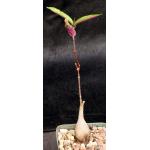 Petopentia natalensis 4-inch pots