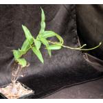 Petopentia natalensis 5-inch pots