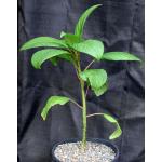 Phytolacca dioica 2-gallon pots