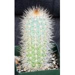 Pilosocereus calcisaxicolus 4-inch pots