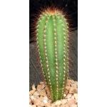 Pilosocereus fulvilanatus 4-inch pots