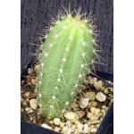 Pilosocereus magnificus 2-inch pots