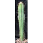 Pilosocereus ulei one-gallon pots