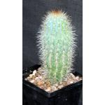 Pilosocereus calcisaxicolus 5-inch pots