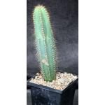 Pilosocereus fulvilanatus 5-inch pots