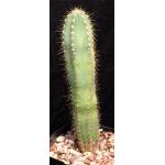 Pilosocereus pachycladus one-gallon pots