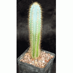 Pilosocereus pachycladus 5-inch pots