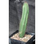 Pilosocereus fulvilanatus one-gal pots