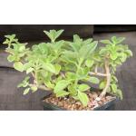 Plectranthus barbatus 3-inch pots