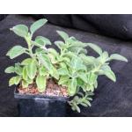 Plectranthus barbatus 5-inch pots