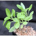 Plectranthus igniarius (Lav 23156) 5-inch pots