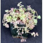 Plectranthus prostratus 2-inch pots